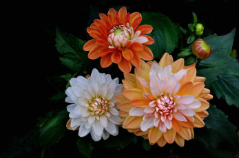 Картинка цветы георгины пышные