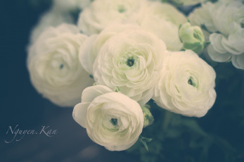 Картинка цветы ранункулюс азиатский лютик лютики