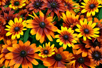 Картинка цветы рудбекия оранжевый