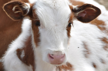 Картинка животные коровы буйволы теленок