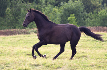 Картинка животные лошади вороной