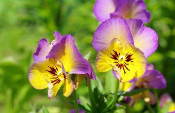 Картинка цветы анютины глазки садовые фиалки яркий