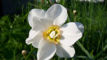 Картинка цветы нарциссы белый нарцисс