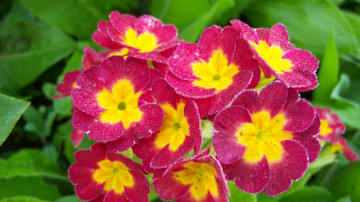 Картинка цветы примулы красно-жёлтые