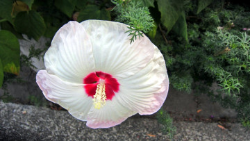 Картинка цветы гибискусы макро