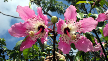 Картинка цветы макро