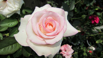 Картинка цветы розы макро