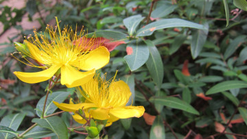 Картинка цветы желтый