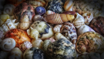 Картинка разное ракушки кораллы декоративные spa камни