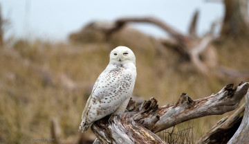 обоя животные, совы, коряга