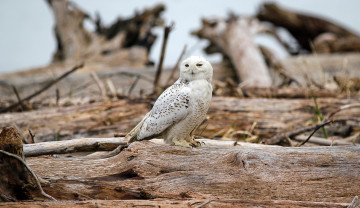 Картинка животные совы взгляд