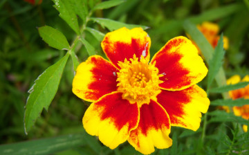 Картинка цветы бархатцы двухцветный