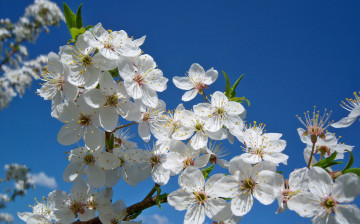 Картинка цветы цветущие деревья кустарники алыча белые