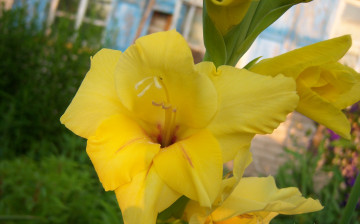 Картинка цветы гладиолусы жёлтый