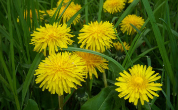 обоя цветы, одуванчики