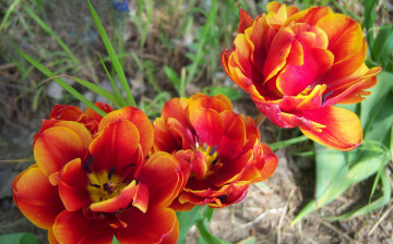 Картинка цветы тюльпаны коричнево-жёлтые