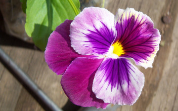 Картинка цветы анютины глазки садовые фиалки цветок сиреневый