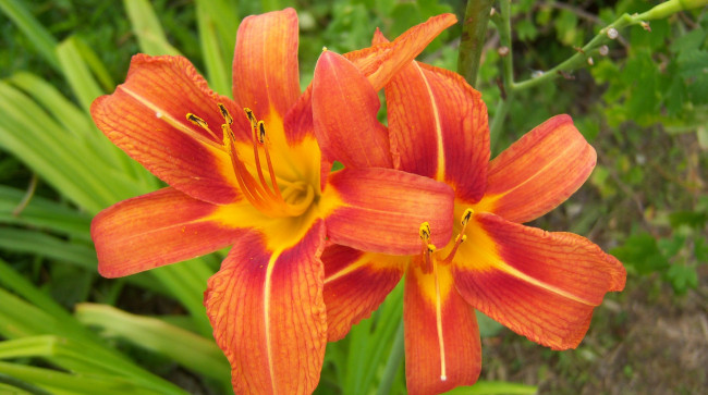 Обои картинки фото цветы, лилии, лилейники, оранжевый