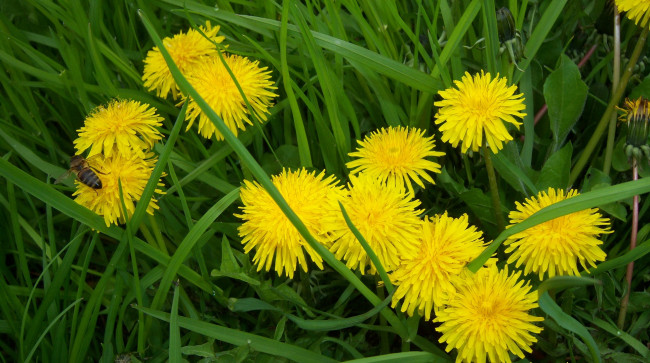 Обои картинки фото цветы, одуванчики