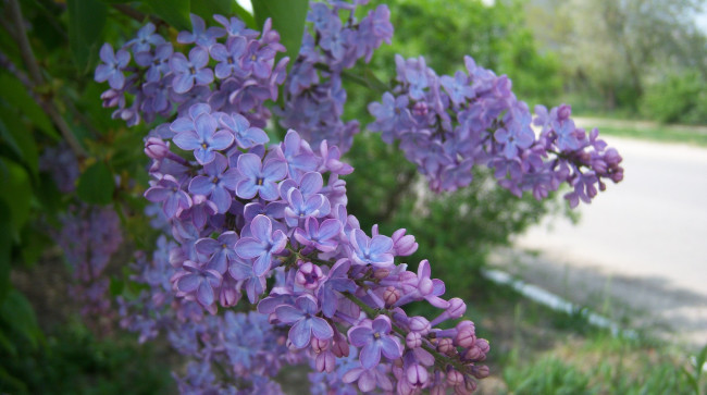 Обои картинки фото цветы, сирень, сиреневая