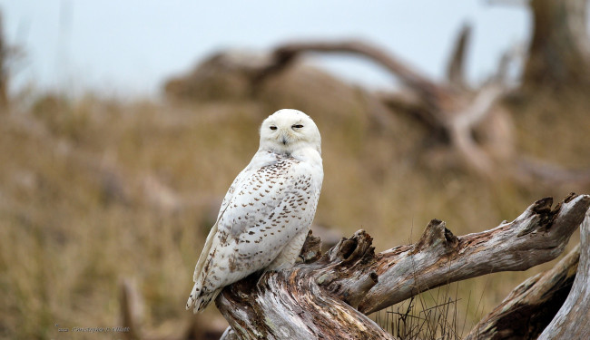 Обои картинки фото животные, совы, коряга