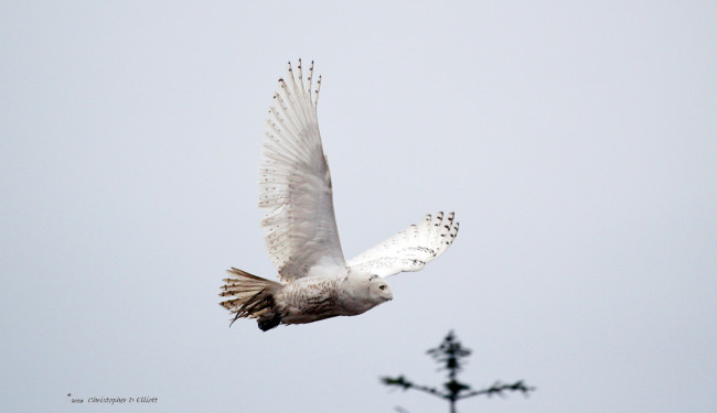 Обои картинки фото животные, совы, полет