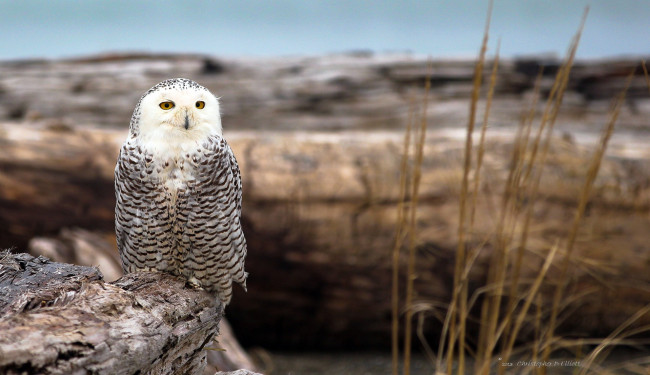 Обои картинки фото животные, совы, взгляд