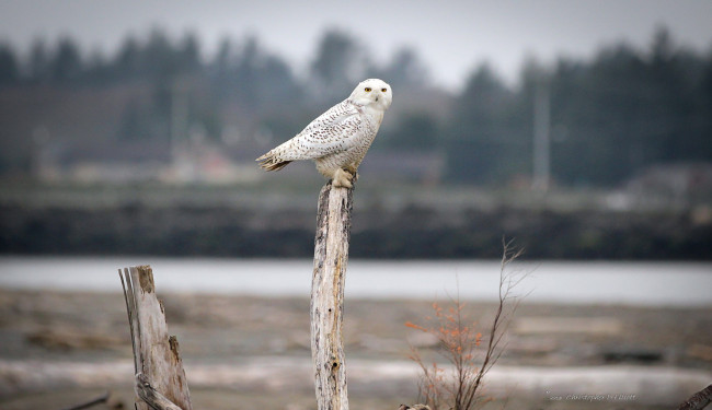 Обои картинки фото животные, совы, взгляд