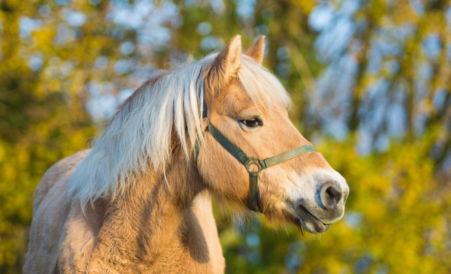 Обои картинки фото животные, лошади, соловый, пони