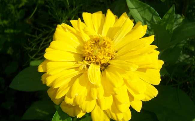 Обои картинки фото цветы, цинния, жёлтый