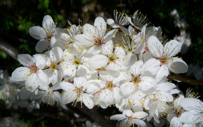 Обои картинки фото цветы, цветущие, деревья, кустарники, белые, алыча