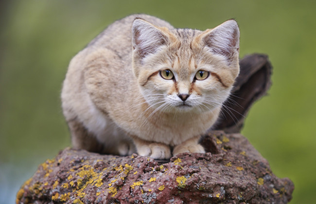 Обои картинки фото животные, дикие, кошки, барханный, кот