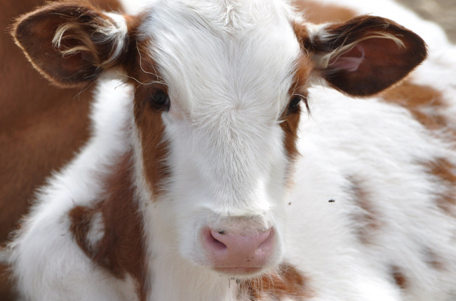 Обои картинки фото животные, коровы, буйволы, теленок