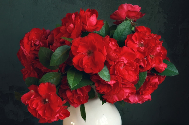 Обои картинки фото цветы, розы, красный