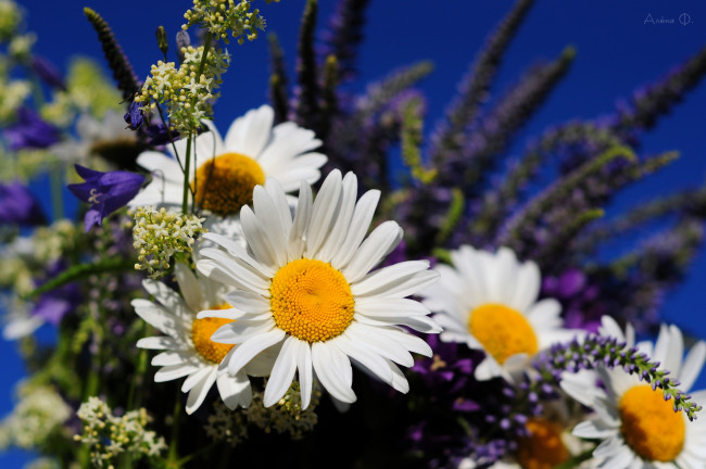 Обои картинки фото цветы, луговые, полевые, лепестки, ромашки, вероника, колосковая, колокольчик