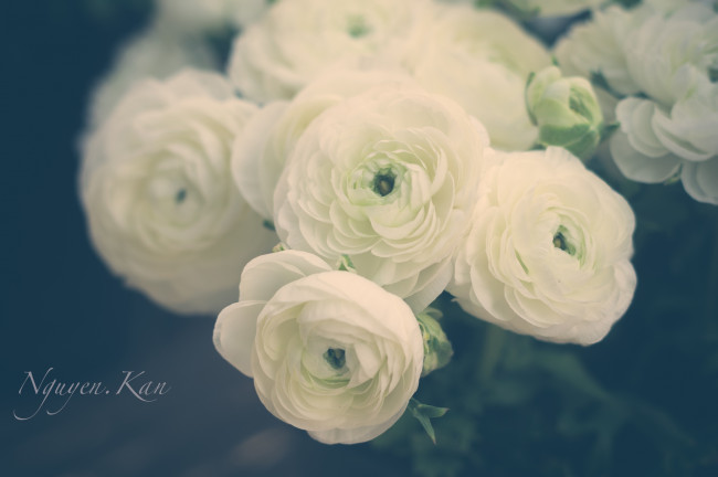 Обои картинки фото цветы, ранункулюс, азиатский, лютик, лютики