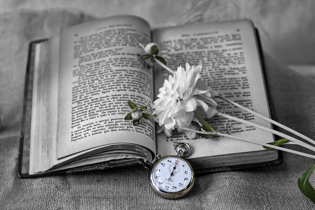 Обои картинки фото разное, канцелярия, книги, книга, секундомер, цветок