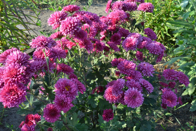 Обои картинки фото цветы, хризантемы, куст