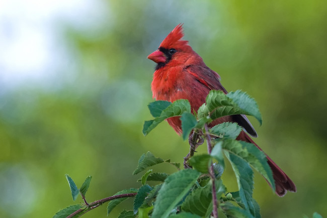 Обои картинки фото животные, кардиналы, хохолок, красный