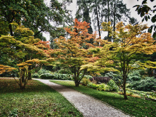 Картинка природа парк аллея деревья