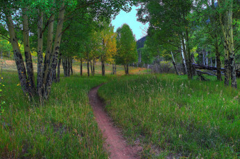 Картинка природа дороги тропинка луг лес