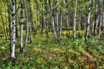 Картинка природа лес деревья трава