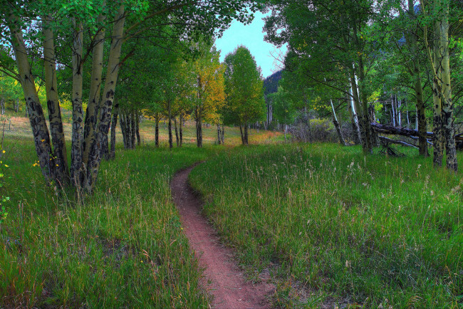 Обои картинки фото природа, дороги, тропинка, луг, лес