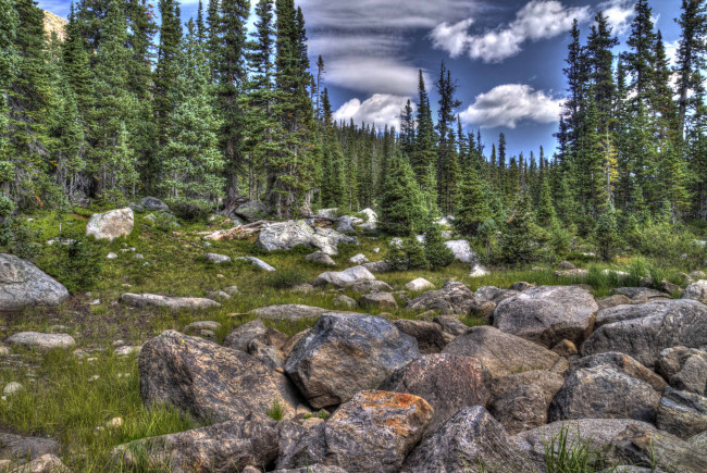 Обои картинки фото природа, лес, камни, ели, трава