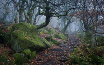 Картинка природа дороги осень листья деревья камни мох