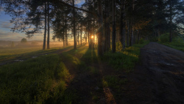 Картинка природа лес простор