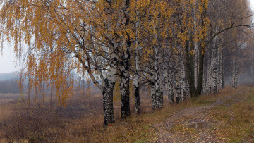 Картинка природа лес простор