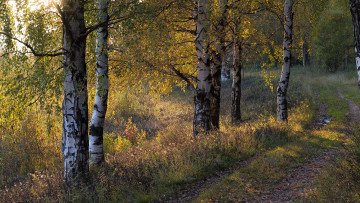 Картинка природа лес простор