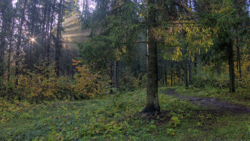 Картинка природа лес простор