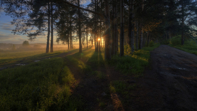 Обои картинки фото природа, лес, простор